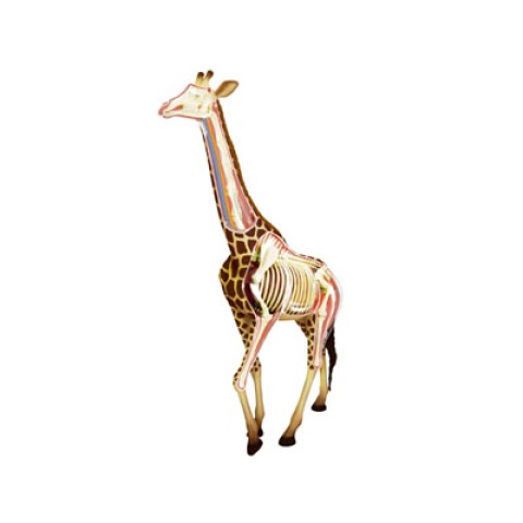 Giraffe Anatomy Model
